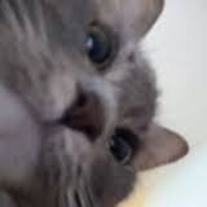 Meet your Posher, Peyton